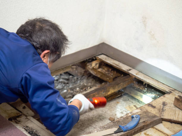 Best Office Mold Removal Services  in Waverly, OH