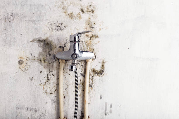 Best Commercial Mold Removal  in Waverly, OH