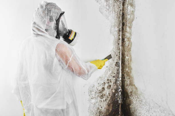 Best Best Mold Removal Companies  in Waverly, OH