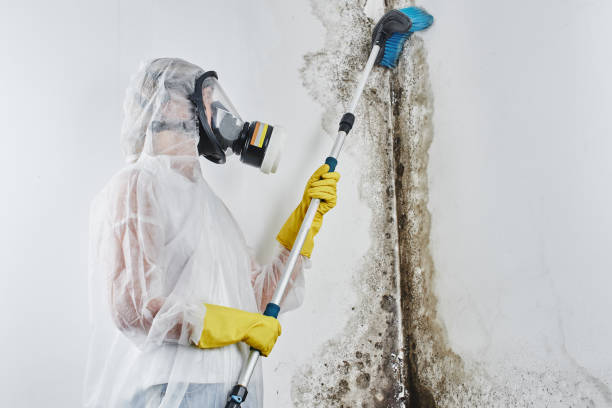 Best Crawl Space Mold Removal  in Waverly, OH