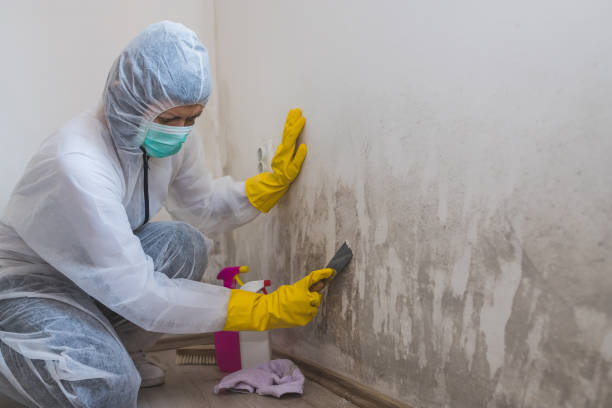 Best Mold Testing  in Waverly, OH