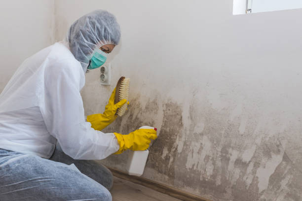 Best Home Mold Removal  in Waverly, OH