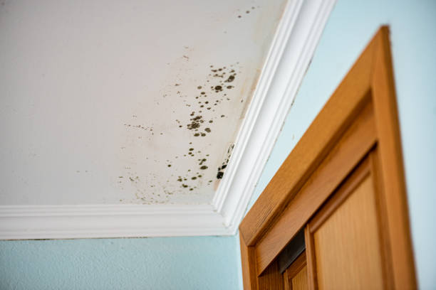 Best Residential Mold Removal  in Waverly, OH