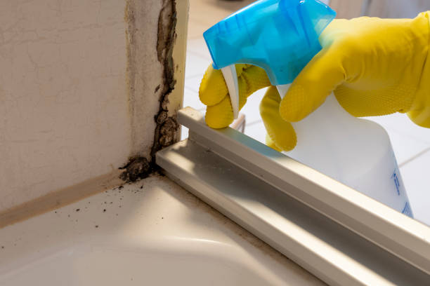 Best Local Mold Removal Service  in Waverly, OH