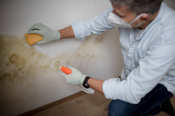 Best Crawl Space Mold Removal  in Waverly, OH