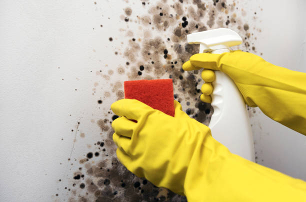 Best Attic Mold Removal  in Waverly, OH