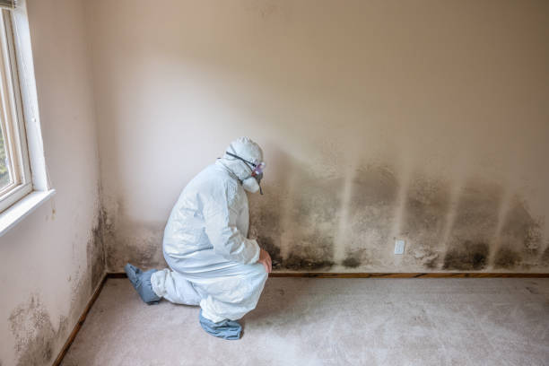 Best Mold Remediation  in Waverly, OH