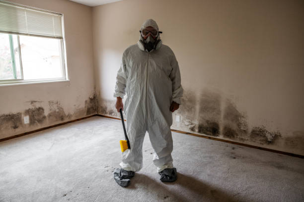 Best Emergency Mold Removal  in Waverly, OH