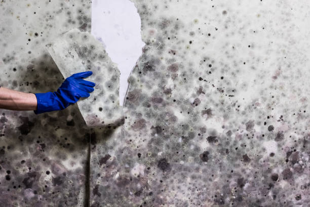 Best Black Mold Removal  in Waverly, OH