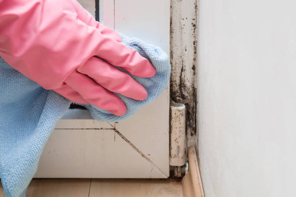 Best Home Mold Removal  in Waverly, OH