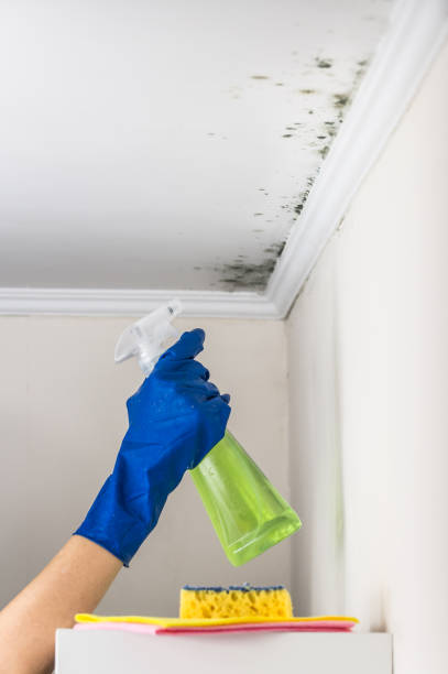 Best Certified Mold Removal  in Waverly, OH