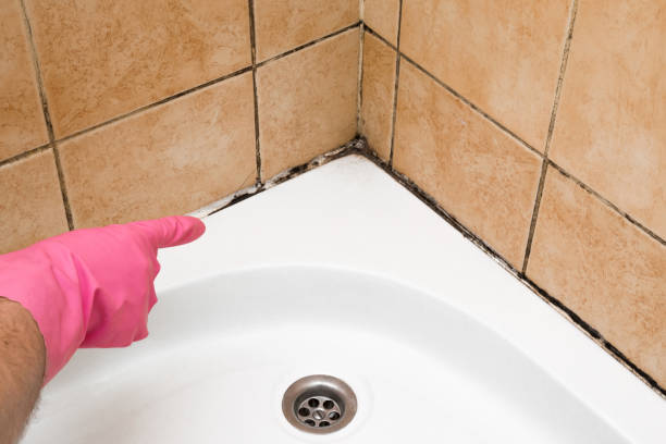 Best Same-Day Mold Removal  in Waverly, OH