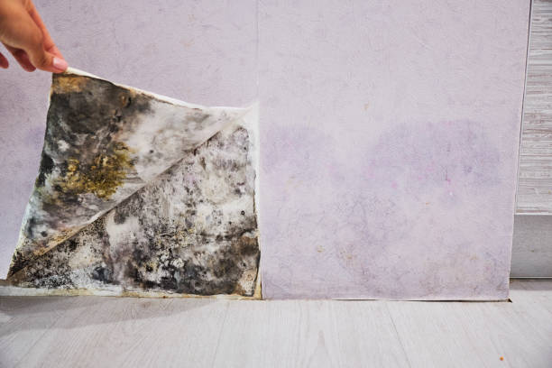 Best Mold Cleaning Services  in Waverly, OH